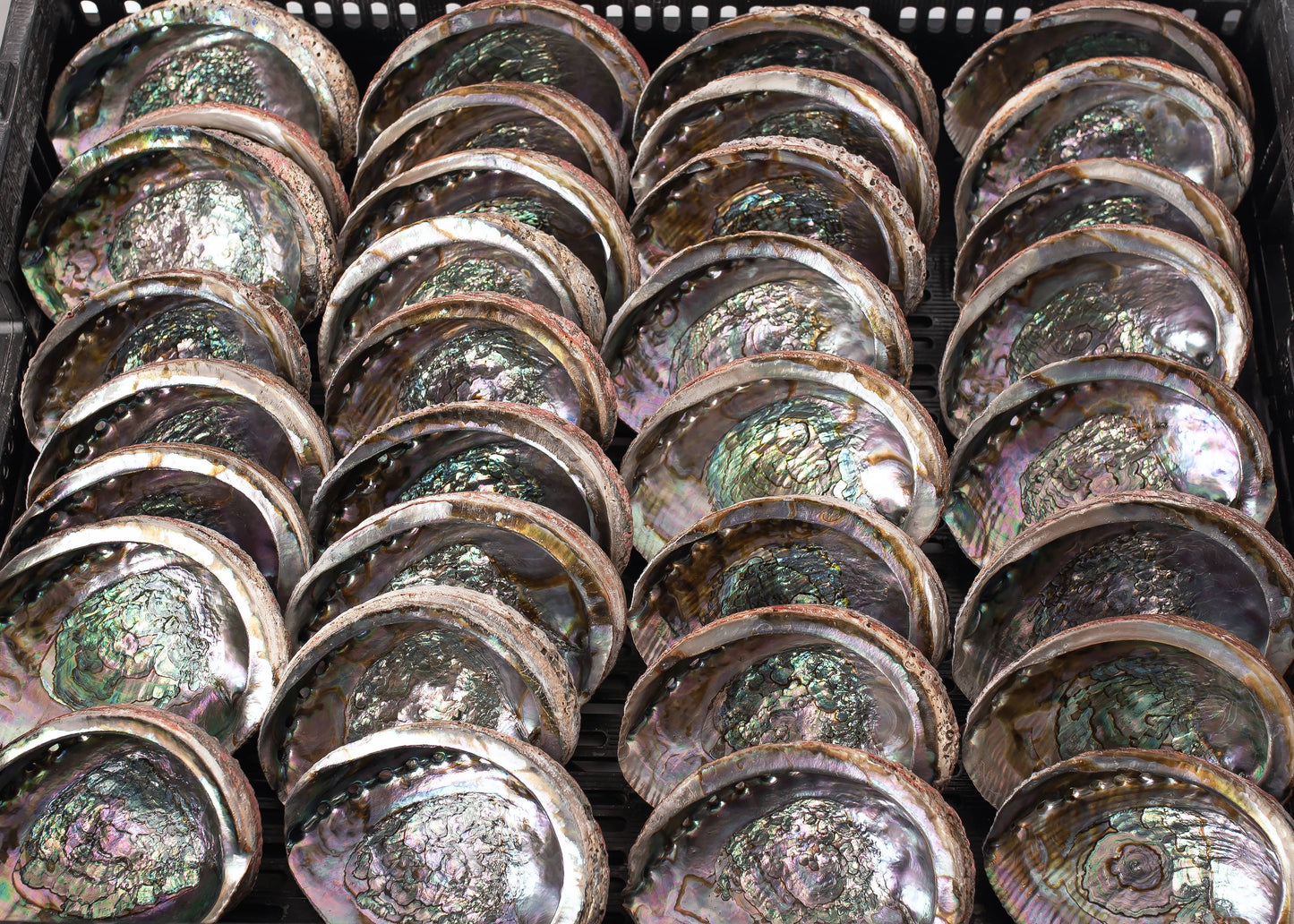 Abalone Shells, 5 - 6 Inches, Blue Green, Mexican,