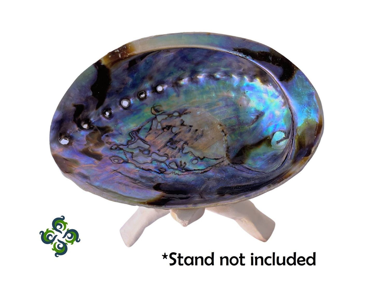 Abalone Shells, 4 - 4.75 inches, New Zealand