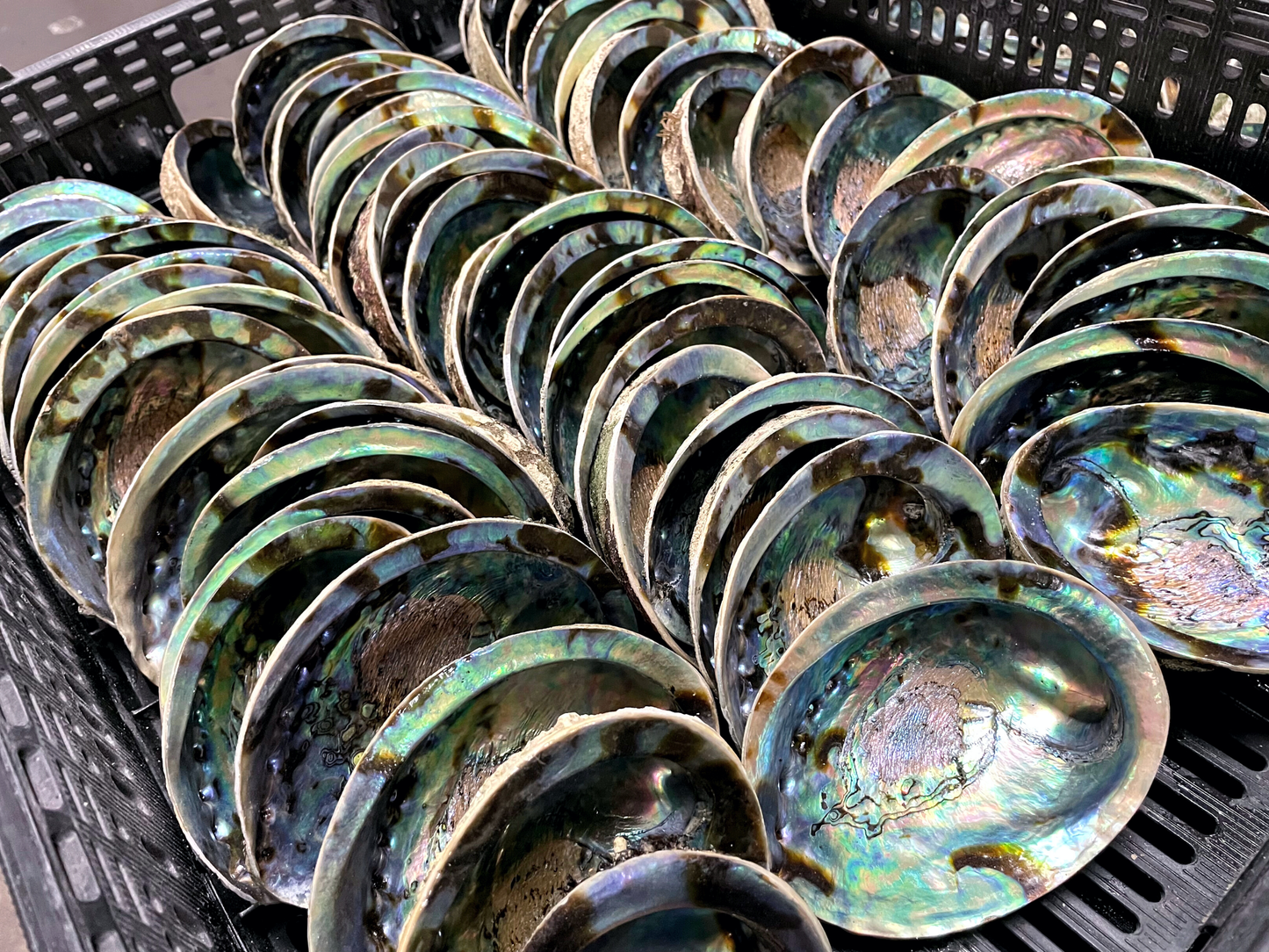 Abalone Shells, 4 - 4.75 inches, New Zealand