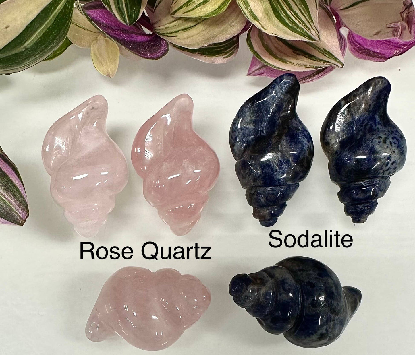 Crystal Sea Shell