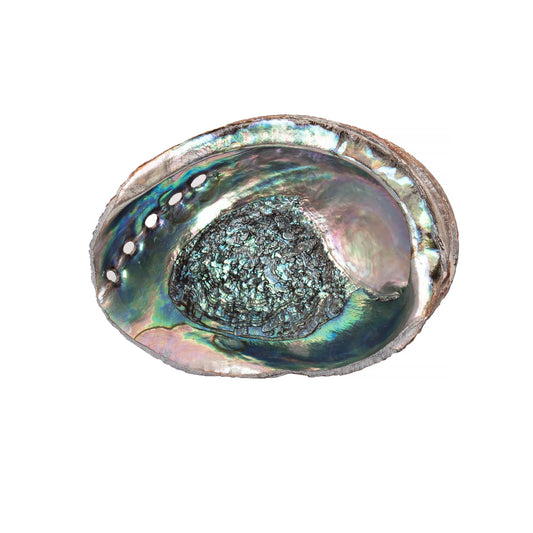 Abalone Shells, 5 - 6 Inches, Blue Green, Mexican,