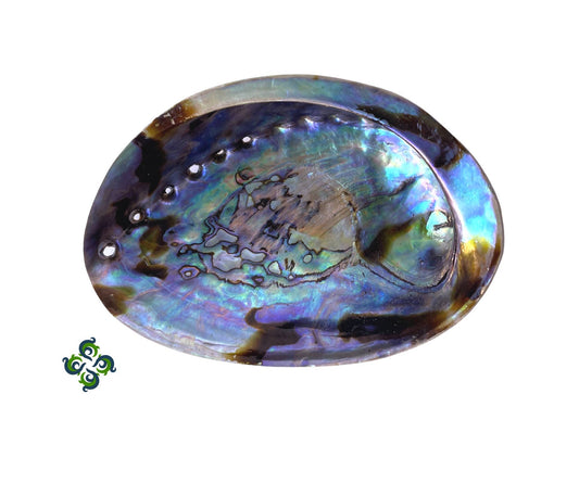Abalone Shells, 4 - 4.75 inches, New Zealand