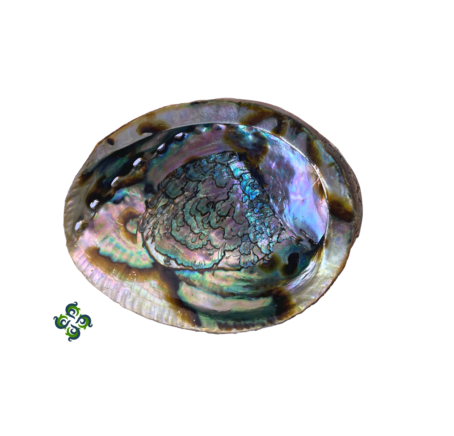 Abalone Shells, 4 - 4.75 inches, New Zealand